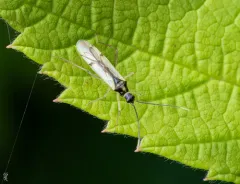 Tupiocoris similis thumbnail 2