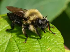 Huron Laphria thumbnail 4