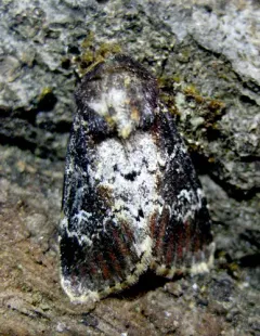 Barrens Moth thumbnail 2