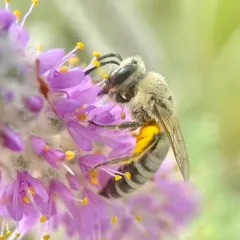 Aberrant Cellophane Bee thumbnail 2