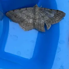 Faint-spotted Angle thumbnail 3