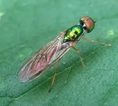 Sargus fasciatus thumbnail 2