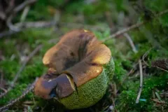 Gastroboletus xerocomoides thumbnail 2