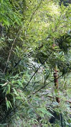 Black Bamboo thumbnail 3