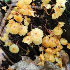 Cross-veined Troop Mushroom thumbnail 3