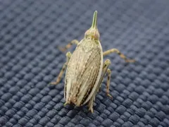 Scolops angustatus thumbnail 1