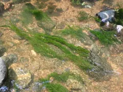 Cladophora glomerata thumbnail 3
