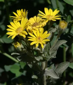 Harsh False Goldenaster thumbnail 2