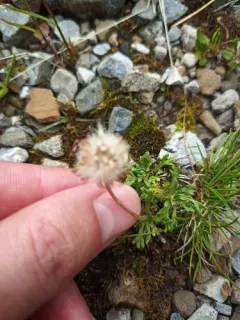 Cutleaf Daisy thumbnail 2
