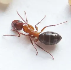 Hyatt's Carpenter Ant thumbnail 3