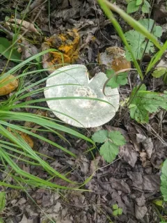 Green Russula thumbnail 3