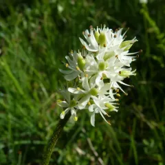 western false asphodel thumbnail 4