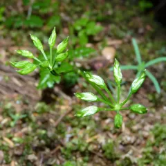 Spleenwortleaf Goldthread thumbnail 3