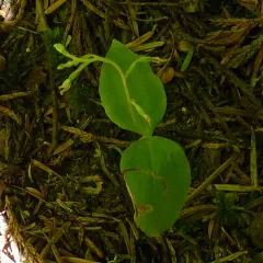 Northwestern Twayblade thumbnail 4
