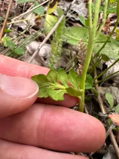western moonwort thumbnail 3