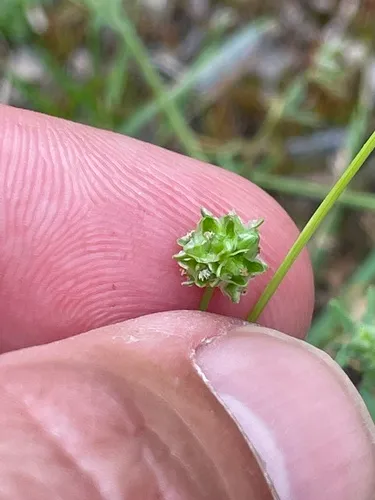 Prairie Burnet