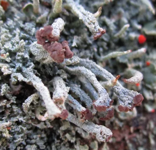 Fence-rail Cladonia