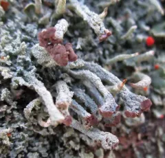 Fence-rail Cladonia thumbnail 1