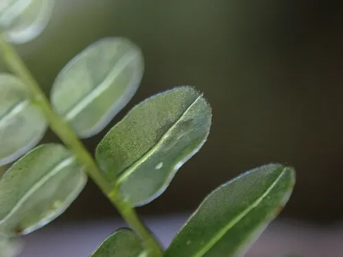 Long-beaked Thyme-moss