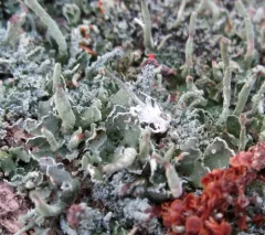 Smooth-footed Powderhorn thumbnail 2