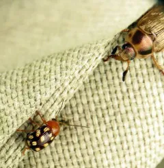Fourteen-spotted Leaf Beetle thumbnail 3