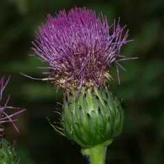 dwarf thistle thumbnail 1