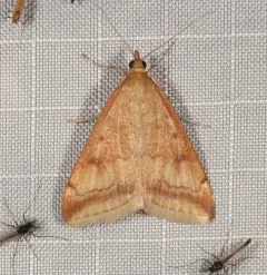 Pyrausta fodinalis thumbnail 2