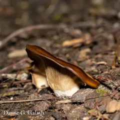 Shoehorn Oyster thumbnail 4