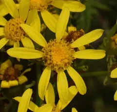 Cut-Leaved Ragwort thumbnail 2