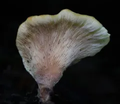 Hohenbuehelia angustata thumbnail 3