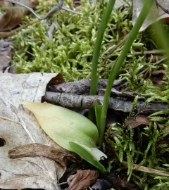 Slender Ladies' Tresses thumbnail 4