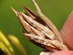 juniper split thumbnail 2