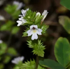 Common Eyebright thumbnail 1