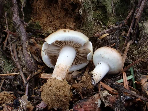 Pholiota mixta