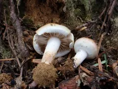 Pholiota mixta thumbnail 1