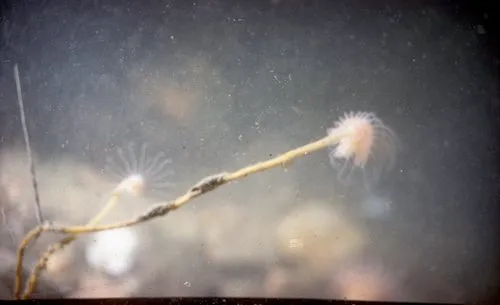 Oaten Pipes Hydroid