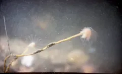Oaten Pipes Hydroid thumbnail 1