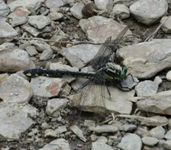 Splendid Clubtail thumbnail 2
