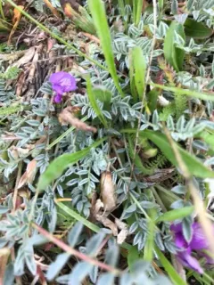 Silverleaf Milkvetch thumbnail 4