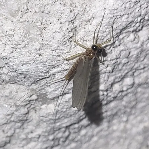 dusky flat-headed mayfly