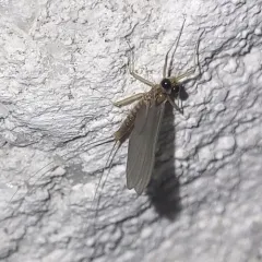 dusky flat-headed mayfly thumbnail 1