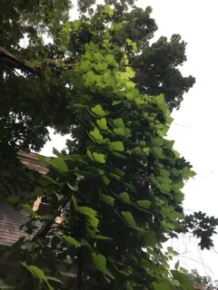 kudzu thumbnail 2