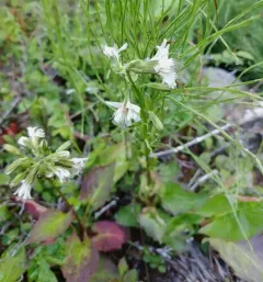 arrowleaf rattlesnake root thumbnail 2