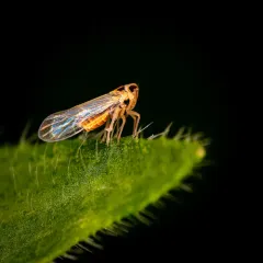 Muirodelphax arvensis thumbnail 3