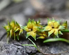 thin-leaved sedge thumbnail 2