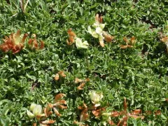 Barneby's Clover thumbnail 4