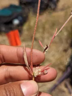 pink spineflower thumbnail 1