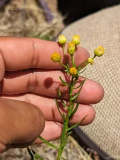 western rayless fleabane thumbnail 1