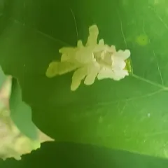 Locust Digitate Leafminer Moth thumbnail 4