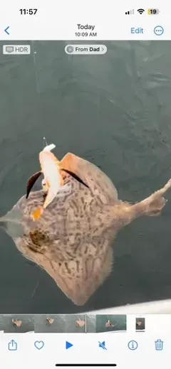 Clearnose Skate thumbnail 2